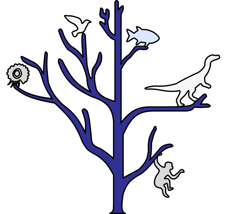 Evolution tree