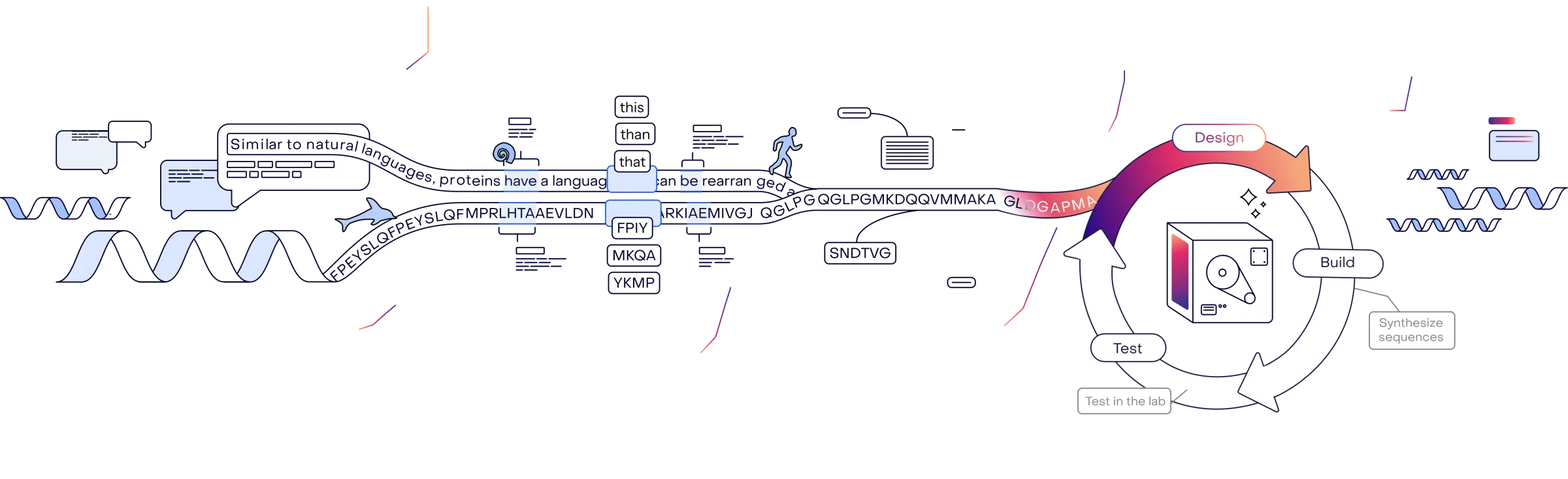 A continuous diagram showing the process of learning the protein language.